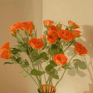 娇小 枯瘦 汇编 亚洲 高潮
